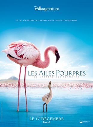 Les Ailes pourpres : le mystère des flamants
